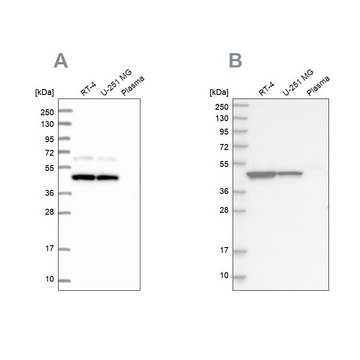 Anti-OLA1 antibody produced in rabbit Prestige Antibodies® Powered by Atlas Antibodies, affinity isolated antibody