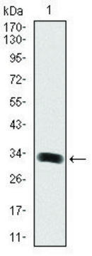 Monoclonal Anti-GAB1 antibody produced in mouse clone 1A7, purified immunoglobulin, buffered aqueous solution