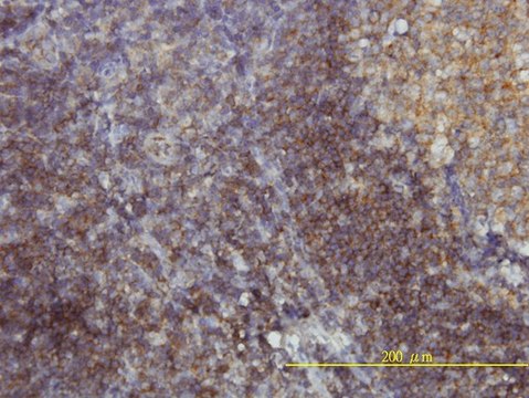 Monoclonal Anti-SH3GLB1 antibody produced in mouse clone 1B3-A5, purified immunoglobulin, buffered aqueous solution