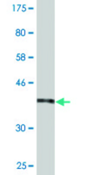 Monoclonal Anti-L1CAM antibody produced in mouse clone 3B10, purified immunoglobulin, buffered aqueous solution