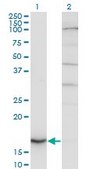 Monoclonal Anti-CYB5A antibody produced in mouse clone 1A8, purified immunoglobulin, buffered aqueous solution