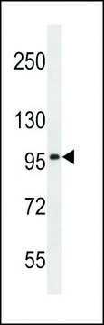 ANTI-SLC8A3(C-TERMINAL) antibody produced in rabbit affinity isolated antibody, buffered aqueous solution