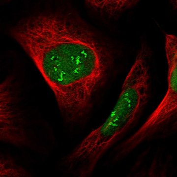 Anti-DCAF1 antibody produced in rabbit Prestige Antibodies&#174; Powered by Atlas Antibodies, affinity isolated antibody