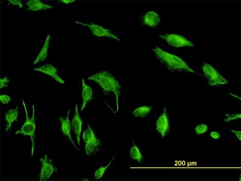 Monoclonal Anti-TPMT antibody produced in mouse clone 1D4, purified immunoglobulin, buffered aqueous solution