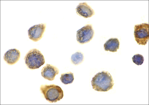 Anti-SIRP&#945; antibody produced in rabbit IgG fraction of antiserum, buffered aqueous solution