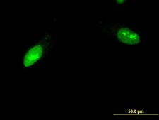 Monoclonal Anti-ZNF397 antibody produced in mouse clone 1F8, purified immunoglobulin, buffered aqueous solution