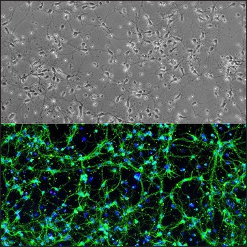 Rat Midbrain Neurons: RMbN