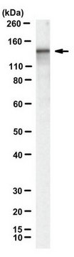 Anti-LbCpf1 Antibody, clone 2D5-6G11 clone 2D5-6G11, from mouse