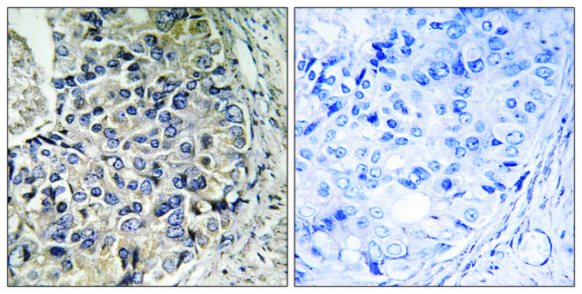 Anti-CMC1 antibody produced in rabbit affinity isolated antibody