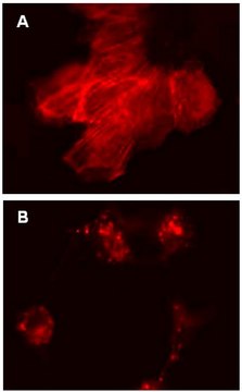 LentiBrite RFP-&#946;-actin Lentiviral Biosensor