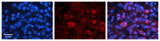 Anti-PTGS1 (AB1) antibody produced in rabbit affinity isolated antibody