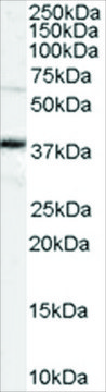 Anti-OCT4/POU5F1 antibody produced in goat affinity isolated antibody, buffered aqueous solution