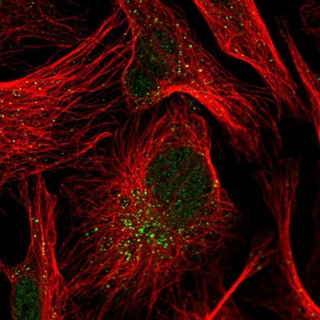 Anti-TRIP10 antibody produced in rabbit Prestige Antibodies&#174; Powered by Atlas Antibodies, affinity isolated antibody