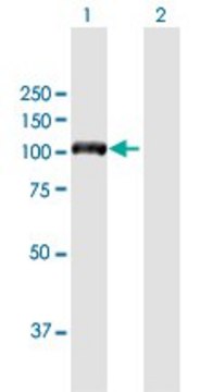 Anti-DIAPH3 antibody produced in mouse purified immunoglobulin, buffered aqueous solution