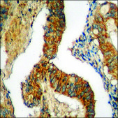 Anti-phospho-MDM2 (pSer166) antibody produced in rabbit affinity isolated antibody
