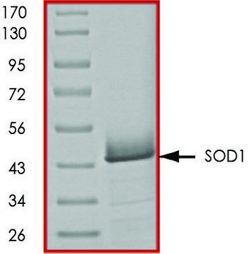 SOD1, GST tagged human recombinant, expressed in E. coli, &#8805;70% (SDS-PAGE), buffered aqueous glycerol solution