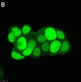 Anti-Survivin Antibody, clone 1N7 ZooMAb® Rabbit Monoclonal recombinant, expressed in HEK 293 cells