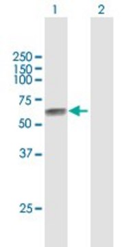 Anti-TPBG antibody produced in mouse purified immunoglobulin, buffered aqueous solution