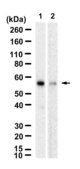 Anti-FLIP Antibody, clone 2K7 ZooMAb® Rabbit Monoclonal recombinant, expressed in HEK 293 cells