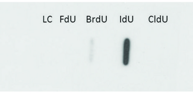 抗IdU单抗 小鼠抗 clone 32D8.D9, purified immunoglobulin