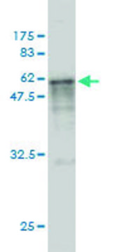 Monoclonal Anti-CASQ2 antibody produced in mouse clone 1B6, purified immunoglobulin, buffered aqueous solution