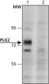 Anti-PLK2 (376-390) antibody produced in rabbit IgG fraction of antiserum, buffered aqueous solution