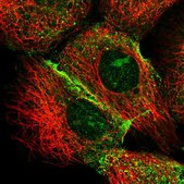 Anti-IQSEC1 antibody produced in rabbit Prestige Antibodies® Powered by Atlas Antibodies, affinity isolated antibody, buffered aqueous glycerol solution