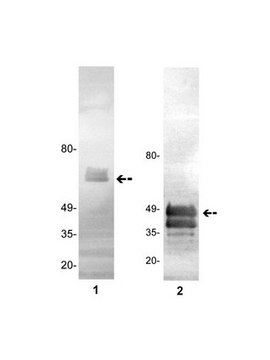 Anti-Protein C Antibody, clone GMA-093 clone GMA-093, Upstate&#174;, from mouse