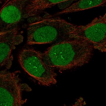 Anti-ORC6 antibody produced in rabbit Prestige Antibodies&#174; Powered by Atlas Antibodies, affinity isolated antibody