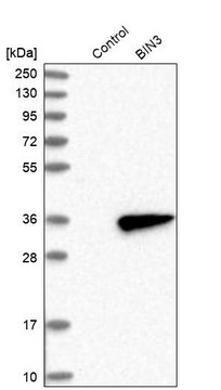 Anti-BIN3 antibody produced in rabbit Prestige Antibodies&#174; Powered by Atlas Antibodies, affinity isolated antibody, buffered aqueous glycerol solution