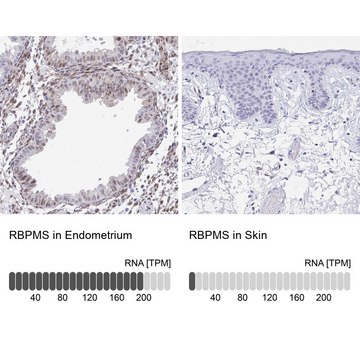 Anti-RBPMS antibody produced in rabbit Prestige Antibodies&#174; Powered by Atlas Antibodies, affinity isolated antibody, buffered aqueous glycerol solution