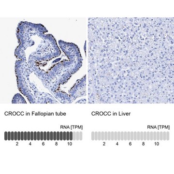 Anti-CROCC antibody produced in rabbit Prestige Antibodies&#174; Powered by Atlas Antibodies, affinity isolated antibody, buffered aqueous glycerol solution, Ab1