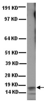 Anti-Frataxin Antibody, exon 4, clone 1G2 ascites fluid, clone 1G2, Chemicon&#174;