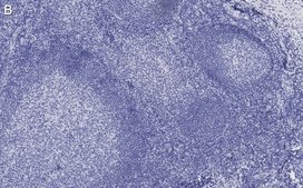 Anti-Siglec-7/CD328 Antibody, clone 1B10 ZooMAb® Rabbit Monoclonal recombinant, expressed in HEK 293 cells