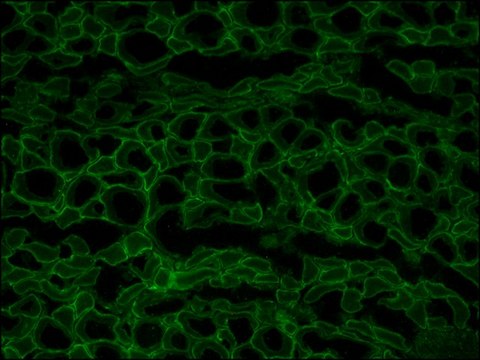 Anti-Dystrophin antibody, Mouse monoclonal clone MANDRA1, purified from hybridoma cell culture