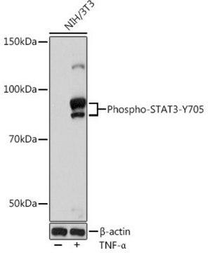 Anti-Phospho-STAT3-Y705 antibody produced in rabbit