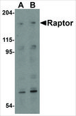 Anti-Raptor (ab3) antibody produced in rabbit affinity isolated antibody, buffered aqueous solution