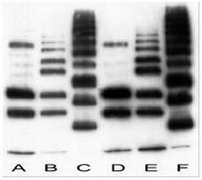 Anti-Ubiquitin Mouse mAb (FK2) liquid, clone FK2, Calbiochem&#174;