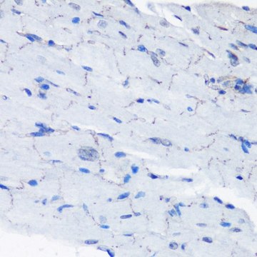 Anti-Phospho-P70 S6K-T389 antibody produced in rabbit