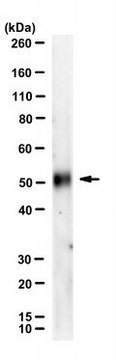 Anti-TIGIT Antibody, clone 4D4