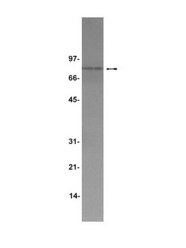 Anti-TPOR/c-Mpl Antibody Upstate&#174;, from rabbit