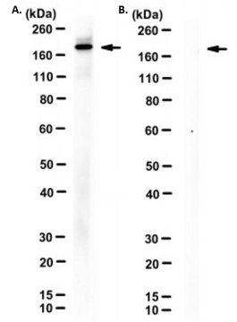 Anti-SARS-CoV-2 Spike RBD Antibody, clone 8B12-C2