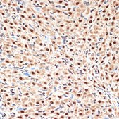 Anti-CDC16 Antibody, clone 7Y1Y10, Rabbit Monoclonal