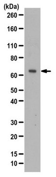 Anti-CDC7 Antibody from rabbit, purified by affinity chromatography