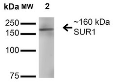 Monoclonal Anti-Git1 - Atto 390 antibody produced in mouse clone S39B-8, purified immunoglobulin
