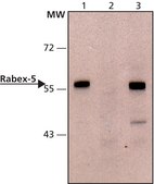 Anti-Rabex-5 (N-terminal) antibody produced in rabbit ~1.0 mg/mL, affinity isolated antibody, buffered aqueous solution