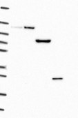 Anti-TMEM59 antibody produced in rabbit Prestige Antibodies® Powered by Atlas Antibodies, affinity isolated antibody, buffered aqueous glycerol solution
