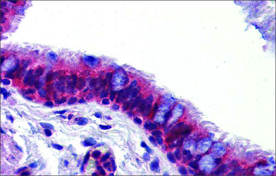 Anti-BMPER antibody produced in rabbit affinity isolated antibody