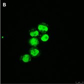 Anti-C-EBP alpha Antibody, clone 2E17, ZooMAb® Rabbit Monoclonal recombinant, expressed in HEK 293 cells