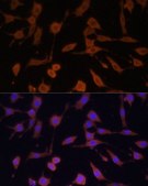 Anti-BAX antibody produced in rabbit